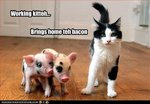 funny-pictures-cat-brings-home-bacon.jpg