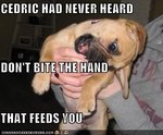 dont bite the hand that feeds you3.jpeg