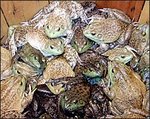 A_Box_Of_Frogs.jpg