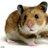 arabians hamster