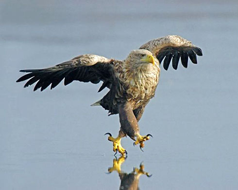 water-walking-eagle.jpg
