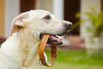 dog.jpg
