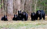 bears_five_tom_sears.jpg