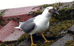 seagull-bird_3384712b.jpg