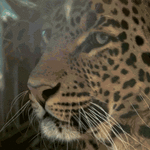 leopard.gif