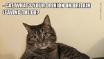 Brexit Cat.png