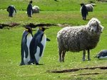 Falkland_Islanders.jpeg