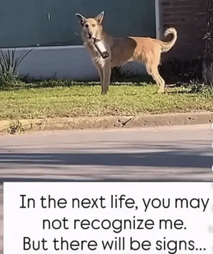 Joke - Next Life Signs.png