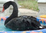 black swan.JPEG