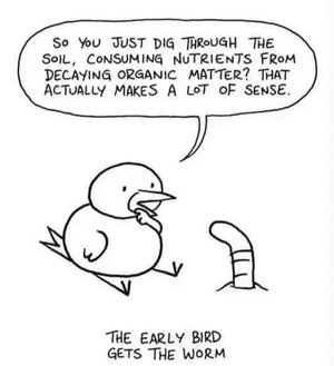 Joke - Early Bird.jpg