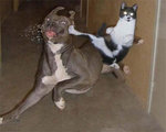 karate-kitty.jpg