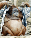 orangutan belly.gif