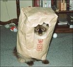 images cat in bag.jpg