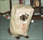 cat-picture-bag-8.jpg