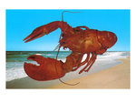 lobster-on-beach.jpg
