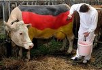 german bull.jpg