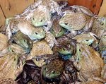 A_Box_Of_Frogs.jpg