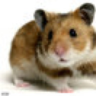 arabians hamster