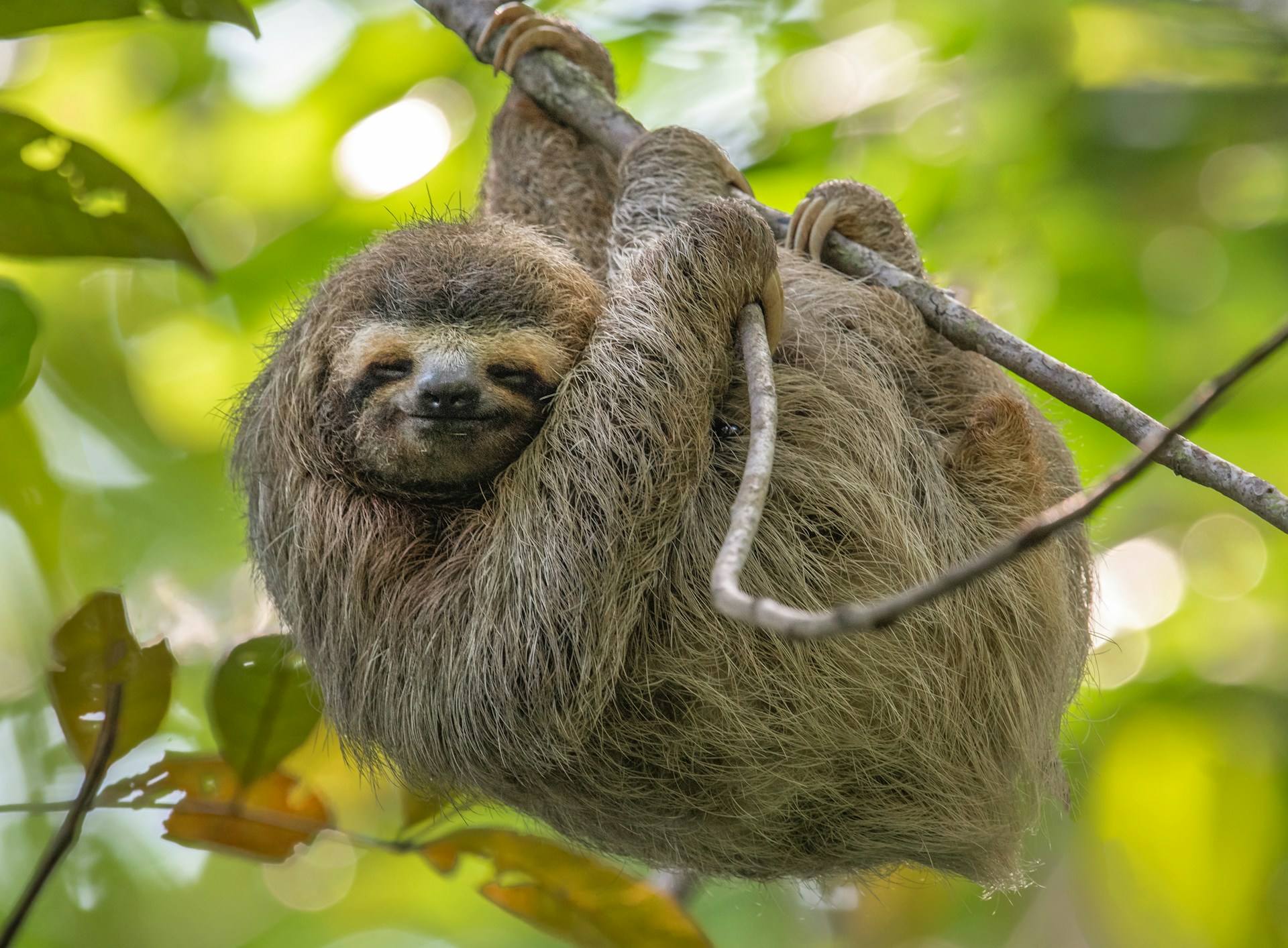 biomimicry.org