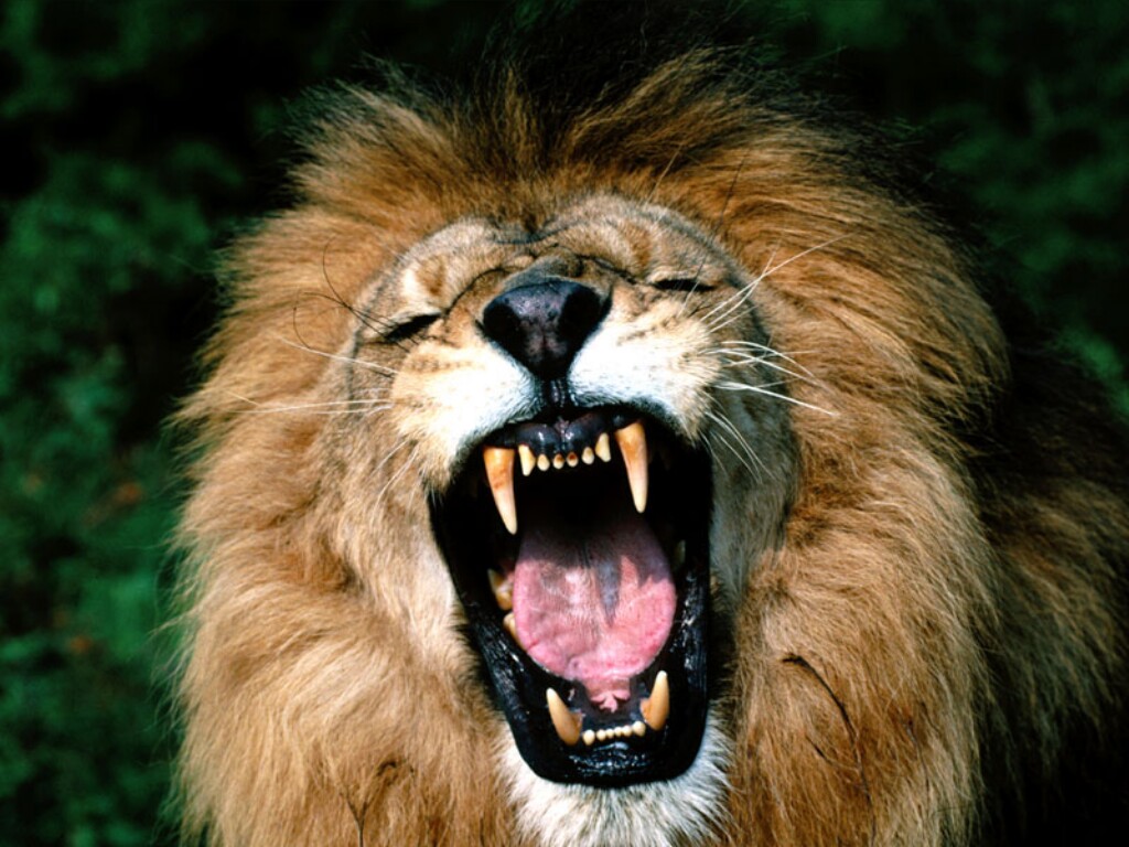 roaring-african-lion1.jpg