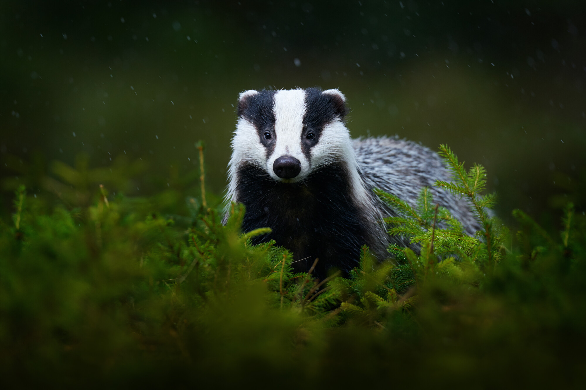biomimicry.org