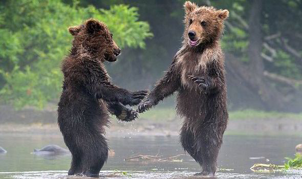 CATERS_Bear_Handshake_0-479805.jpg