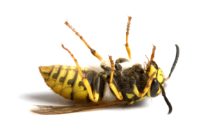 dead_wasp.jpg