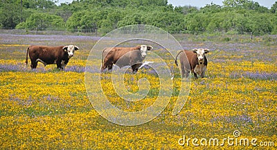 three-bulls-field-flowers-14326929.jpg