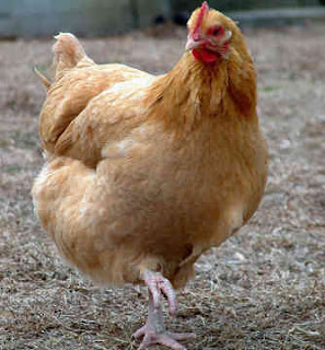 chicken-0011.jpg