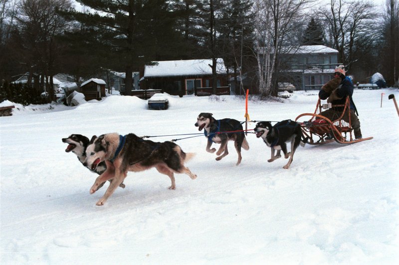 Dogsled_5.jpg