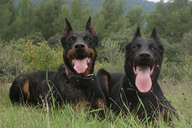 Beauceron.jpg