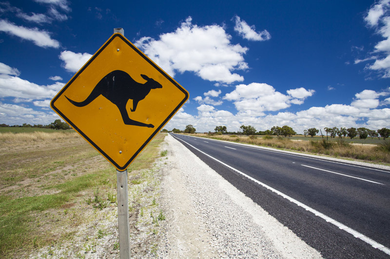 kangaroo_sign_800x533_L_1412584194.jpg