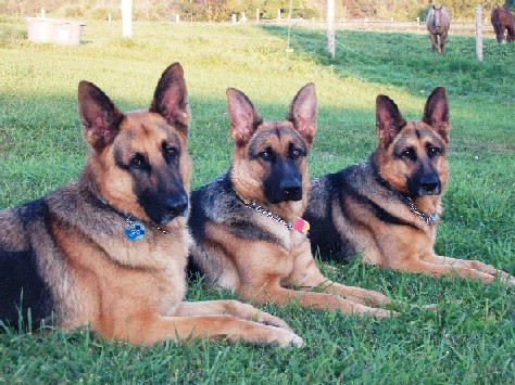 german-shepherds-in-field.jpg