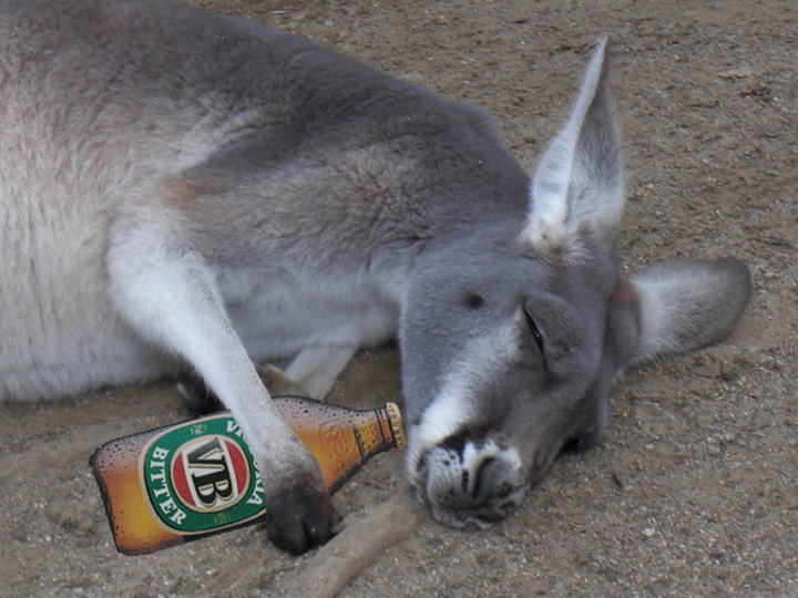 drunkkangaroo.jpg