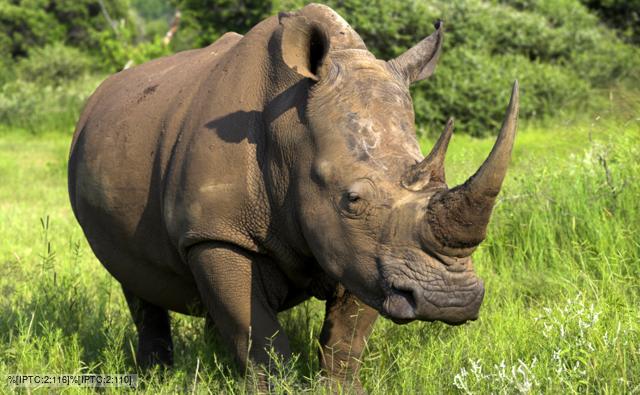 white_rhinoceros_1.jpg