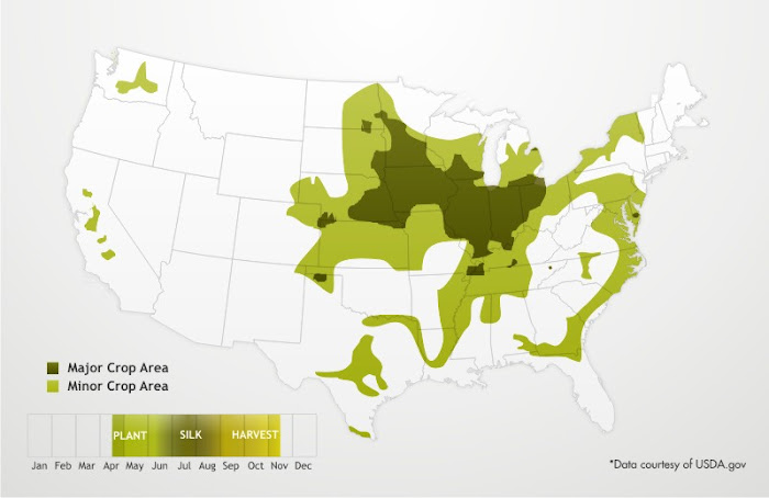 corn%20trading%203.jpg