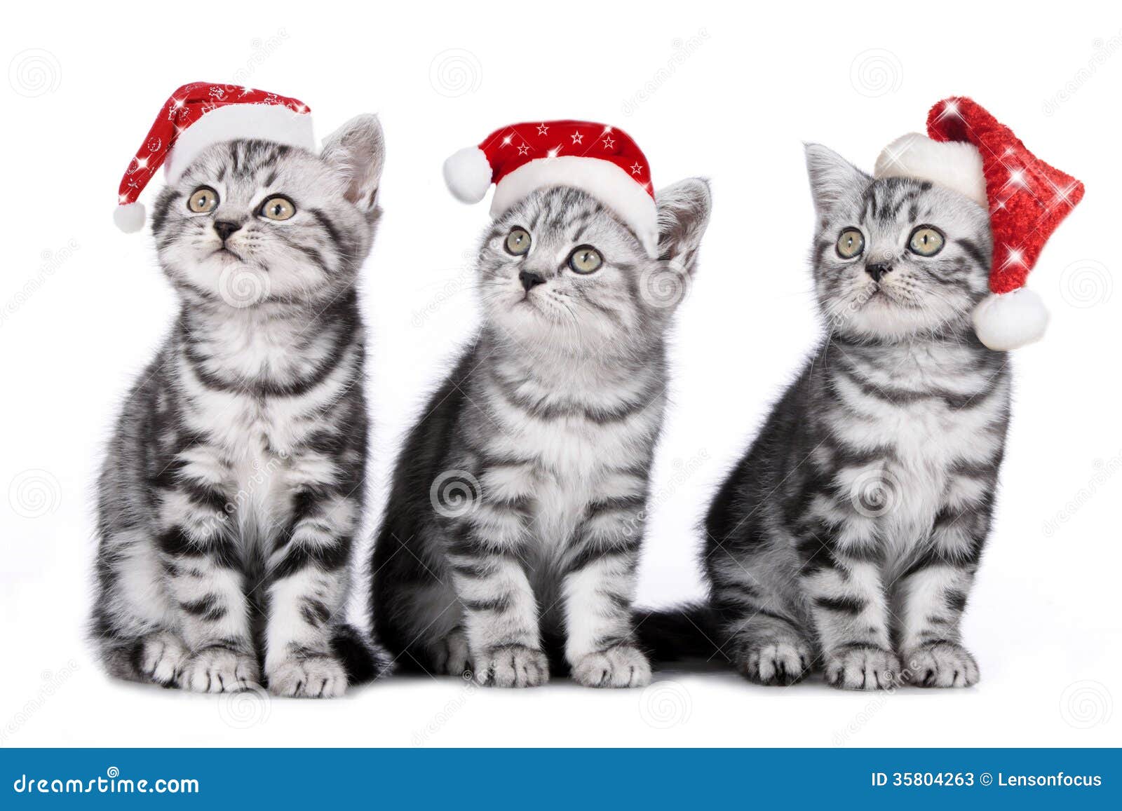 three-cats-christmas-santa-hat-35804263.jpg