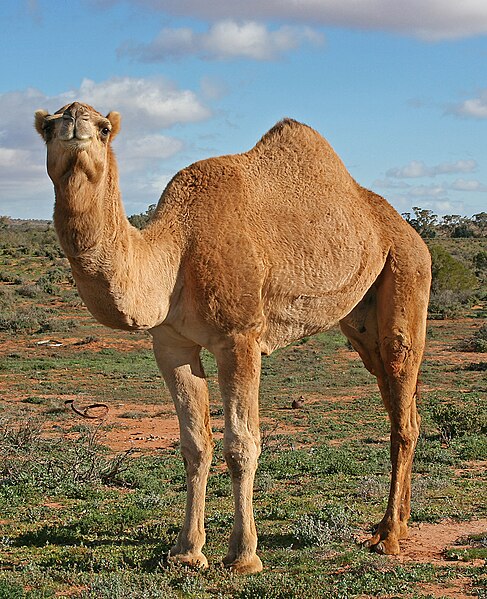 487px-07._Camel_Profile%2C_near_Silverton%2C_NSW%2C_07.07.2007.jpg