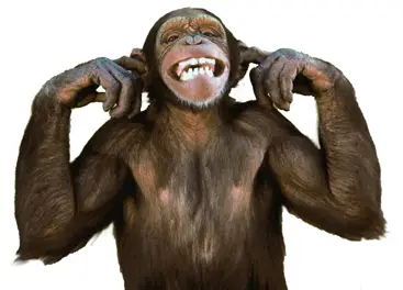 monkey-with-fingers-in-ears.jpg