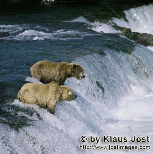 Each-of-the-two-brown-bears-would-have-of-course-the-leaping-salmo.jpg
