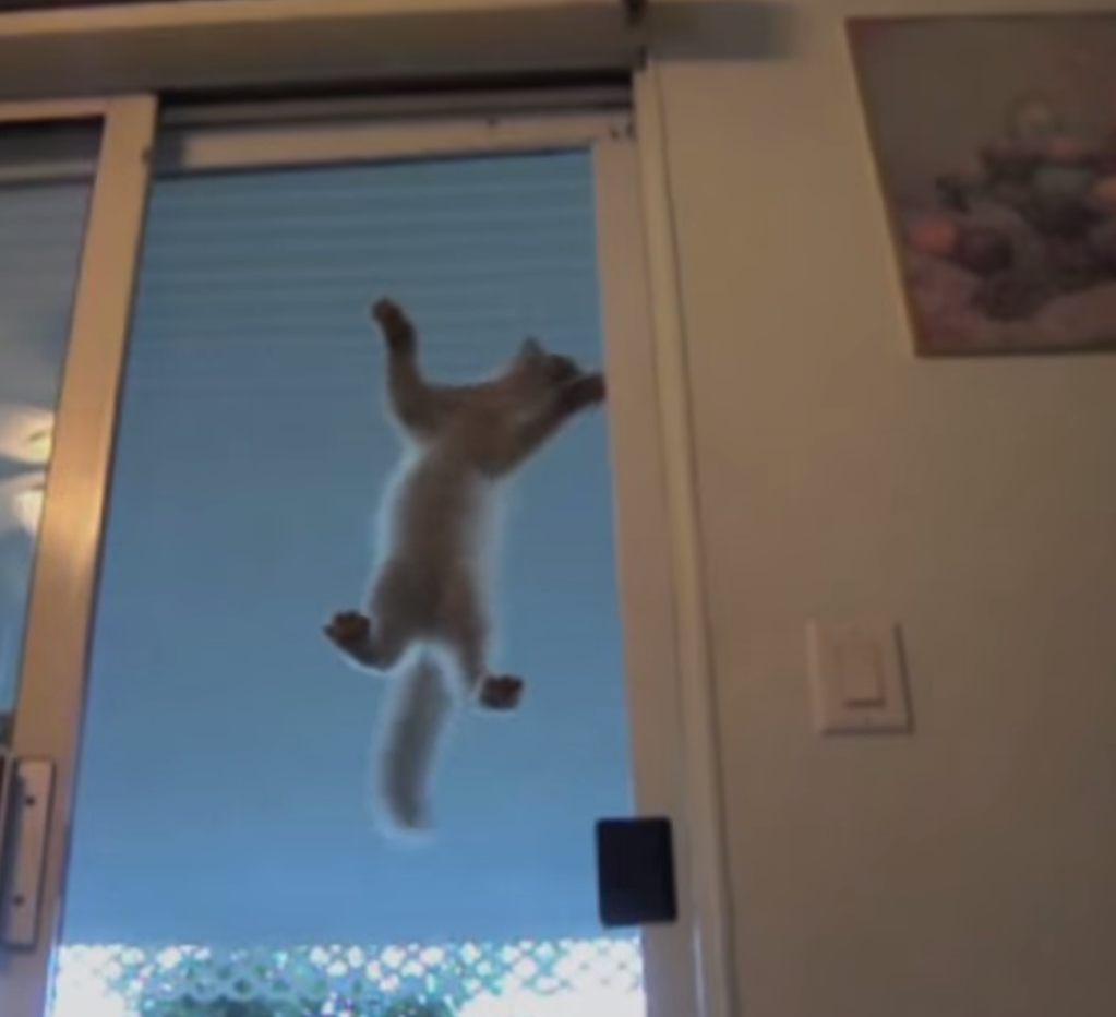 237158d1491473316t-how-tard-can-spider-cat.png