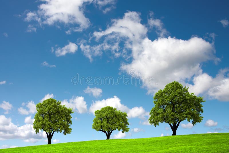 three-trees-20604538.jpg