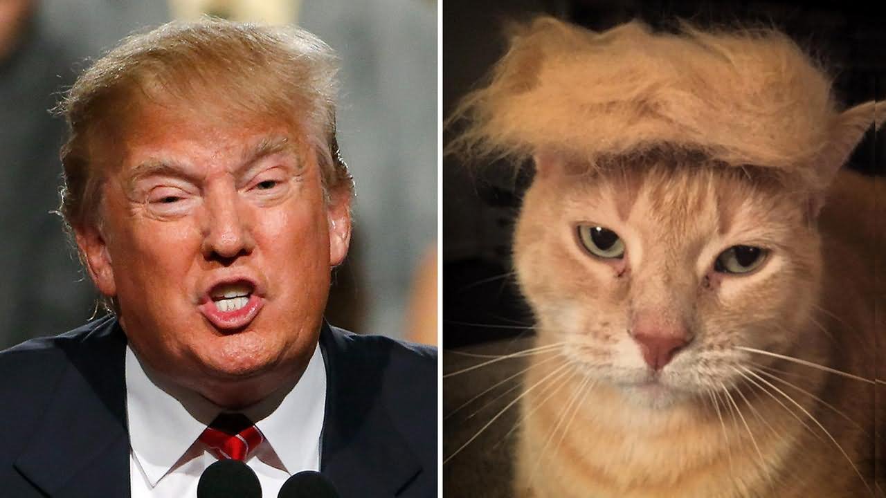Donald-Trump-Copy-Cat-Hair-Style-Very-Funny-Image-For-Facebook.jpg